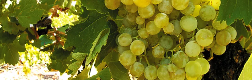 Imagen de un racimo de uvas