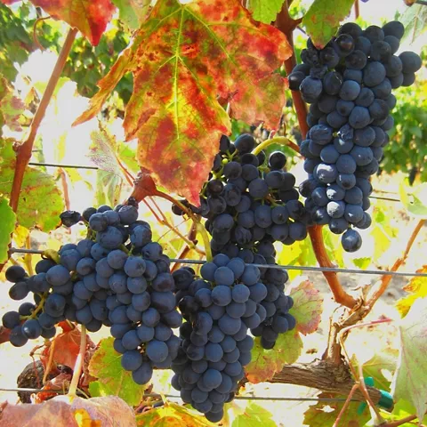 Uvas del denominación de origen Ribera del Júcar