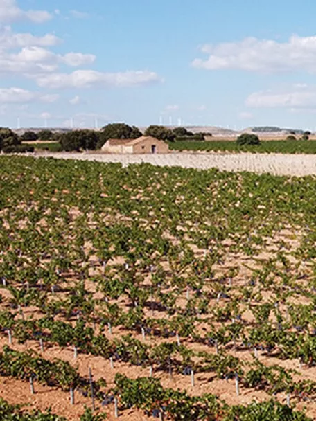 Viñedo extenso con hileras de cepas bajo cielo despejado.