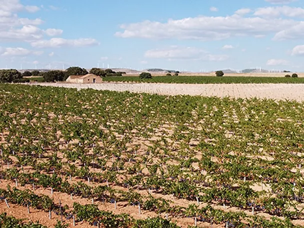 Viñedo extenso con hileras de cepas bajo cielo despejado.