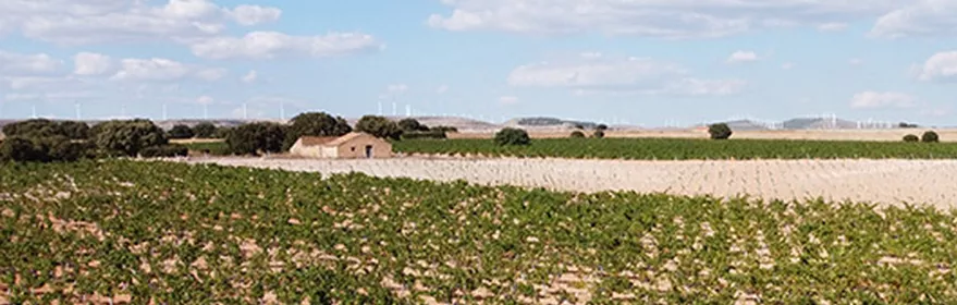 Viñedo extenso con hileras de cepas bajo cielo despejado.