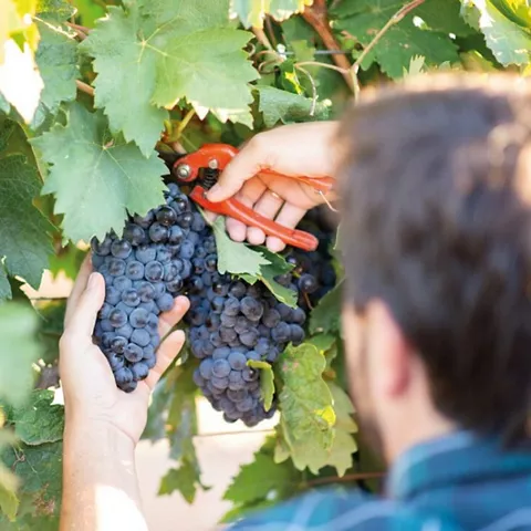 Detalle de la vendimia en la DO Ribera del Júcar