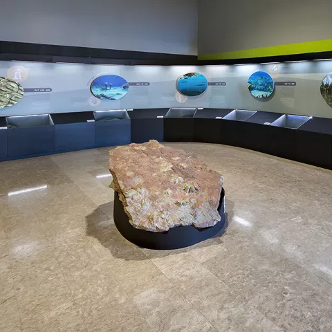 Sala del Museo Paleontológico de Cuenca