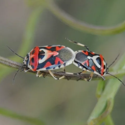 Ejemplar de eurydema ornata en la laguna del Marquesado