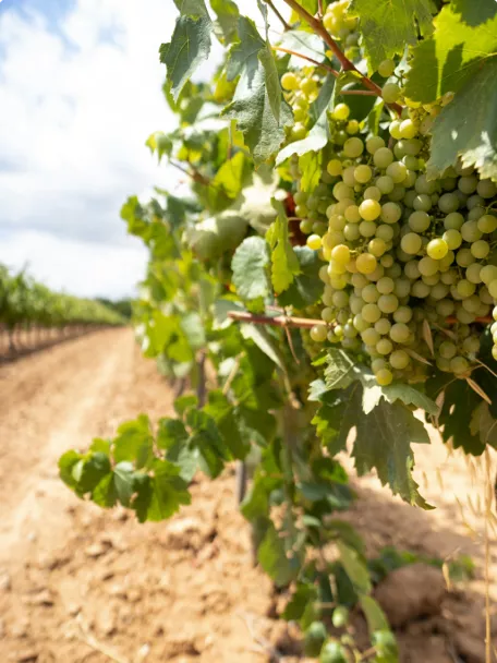 Imagen de racimos de uvas en el exterior