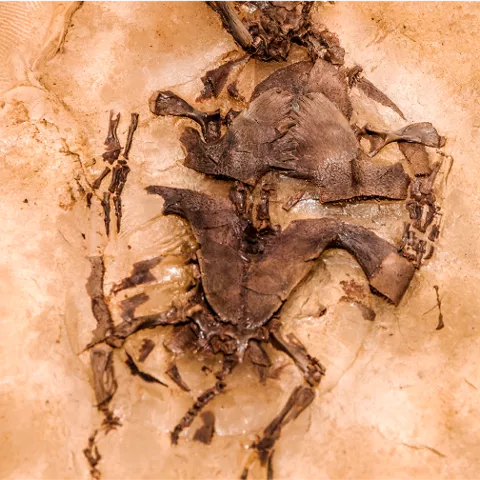 Imagen fósil de dinosaurio