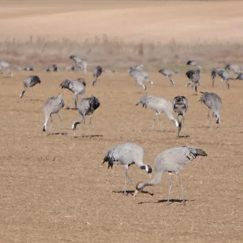 Grullas comiendo en la laguna de El Hito