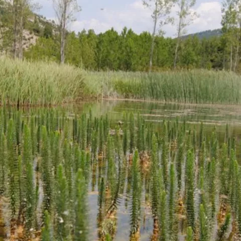 Hippuris vulgaris en la laguna del Marquesado