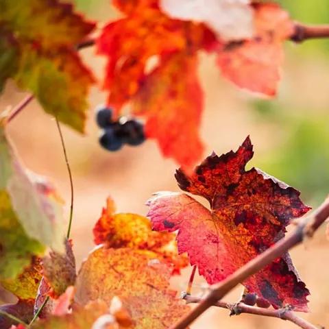 Hojas de otoño en la DO Ribera del Júcar