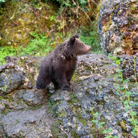 Oso en el Parque Cinegético Experimental del Hosquillo