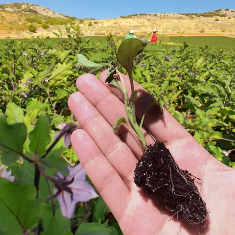 Planta y cultivo de la berenjena de Almagro