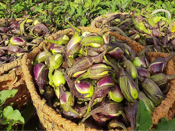 Cultivo y recolección de la berenjena de Almagro