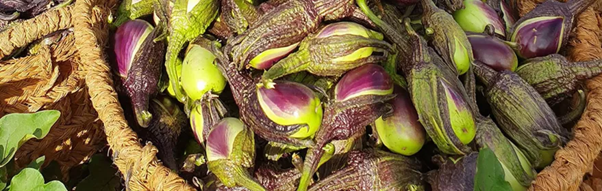 Cultivo y recolección de la berenjena de Almagro