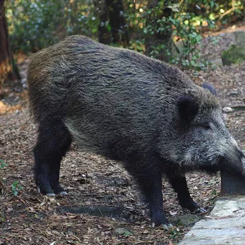 Imagen  de un jabalí en unas escaleras