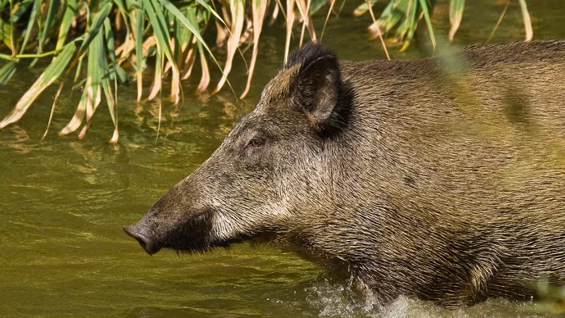 Imagen de un jabalí  pasando por agua
