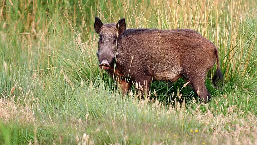 Imagen de un jabalí en un prado