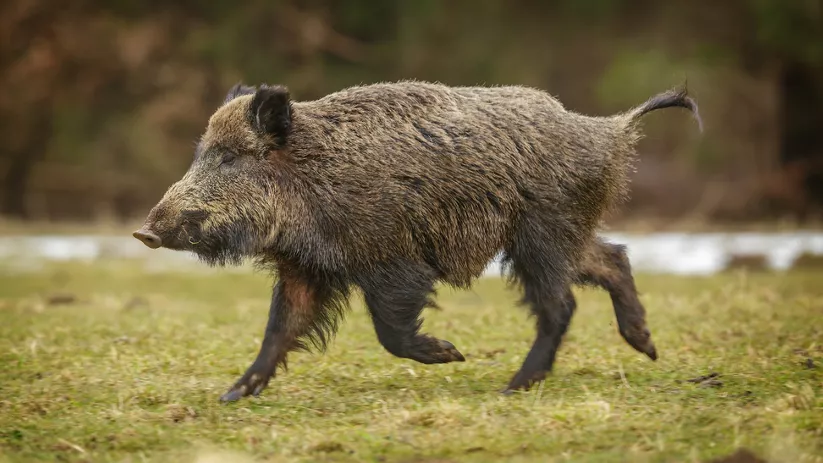 Imagen de un jabalí corriendo