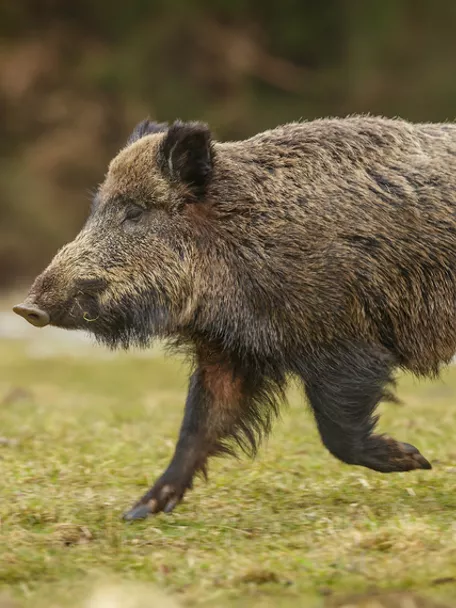 Imagen de un jabalí corriendo
