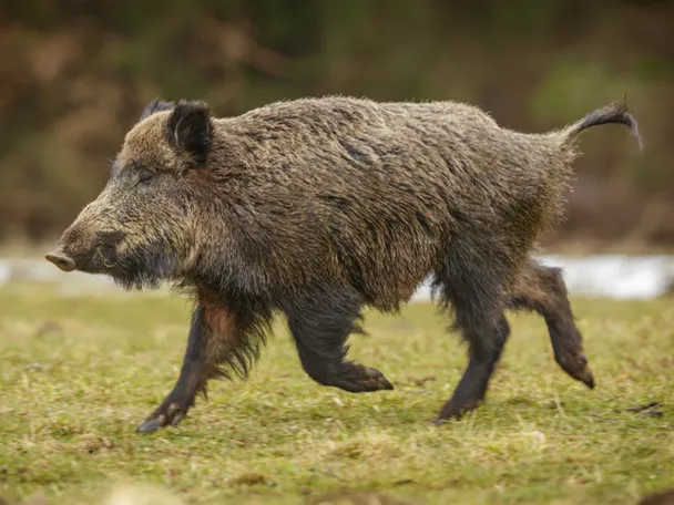 Imagen de un jabalí corriendo