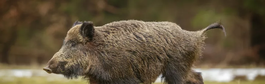 Imagen de un jabalí corriendo