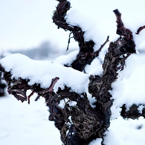 Cepas nevadas en la DO Ribera del Júcar