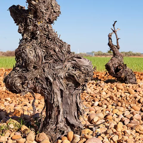 Cepas en los viñedos de la DO Ribera del Júcar en la provincia de Cuenca