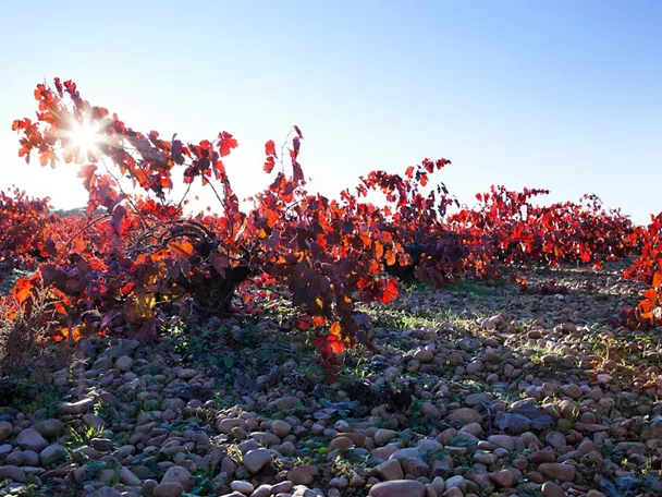 Cepas en un viñedo de la Denominación de Origen Ribera del Júcar