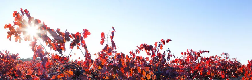 Cepas en un viñedo de la Denominación de Origen Ribera del Júcar