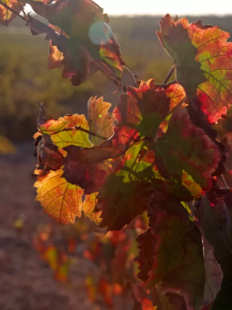 Enogastronomía Castilla-La Mancha