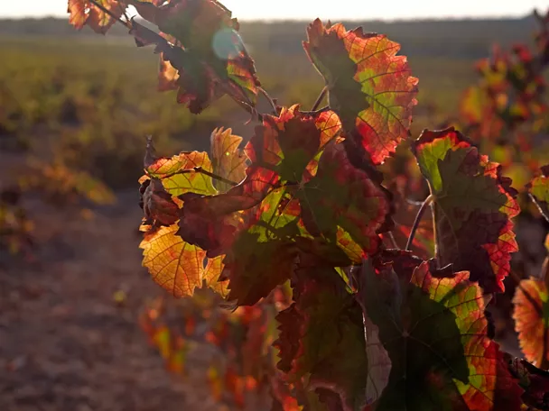 Enogastronomía Castilla-La Mancha