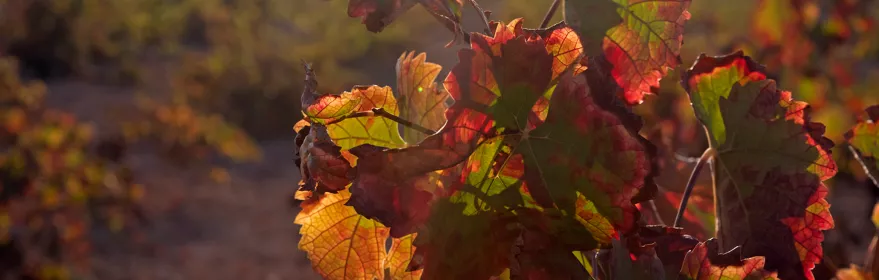 Enogastronomía Castilla-La Mancha