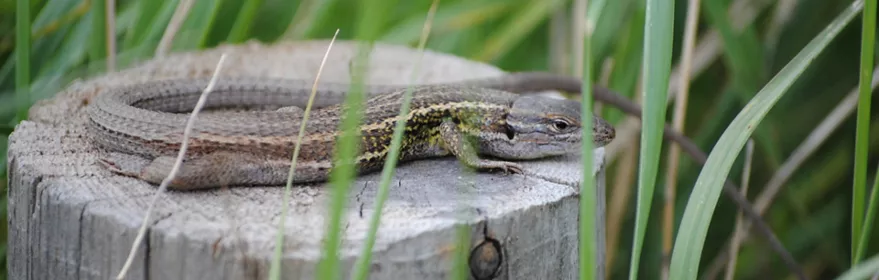 Ejemplar de lagartija colilarga en la microrreserva Laguna de Talayuelas