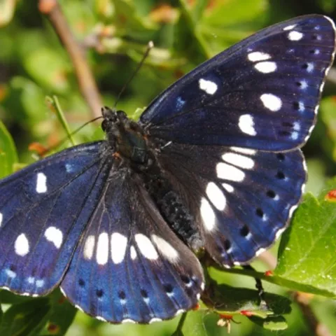 Ejemplar de mariposa en la laguna del Marquesado