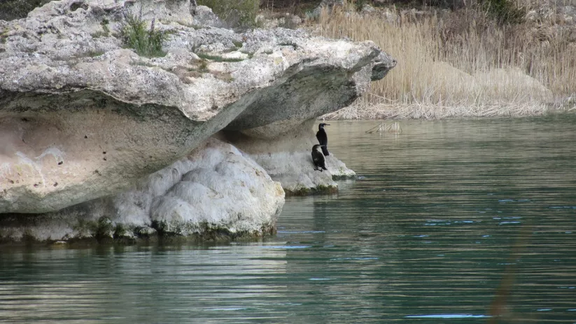 Imagen de dos animales en una roca en las lagunas de ruideras
