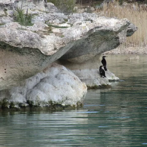 Imagen de una laguna después de haber nevado con dos cormoranes