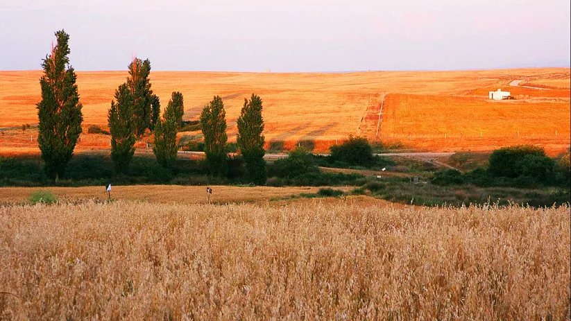 Campo de cereal con árboles al atardecer