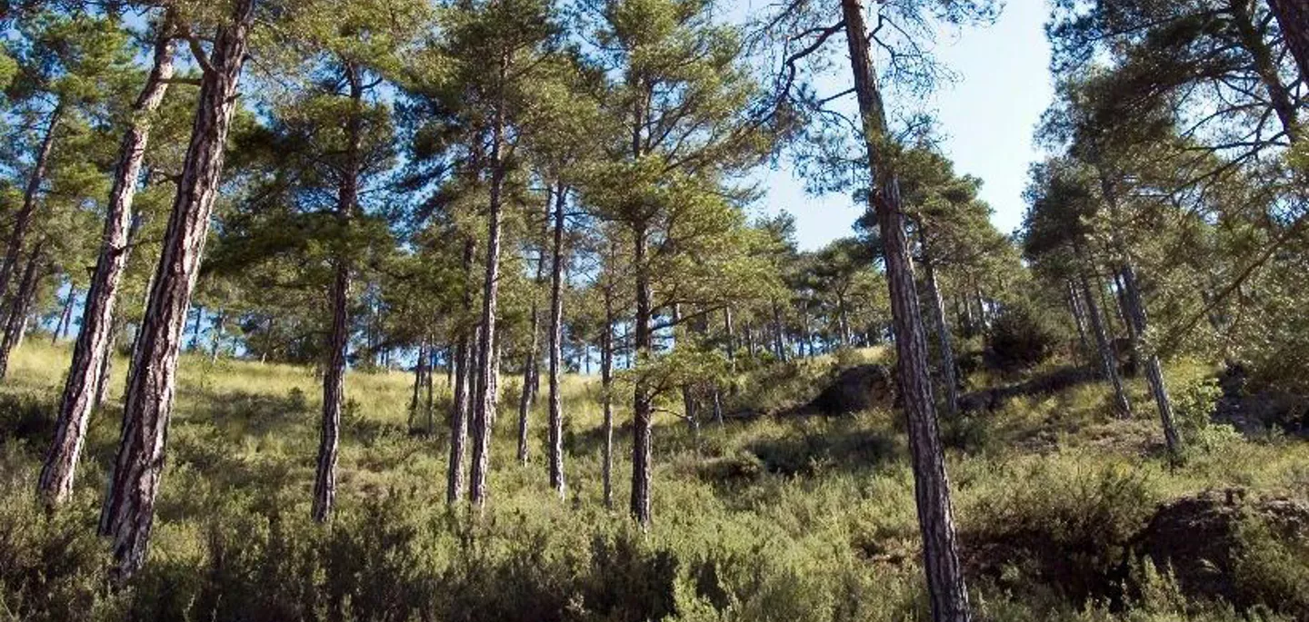 Imagen de un bosque de Castilla-La Mancha