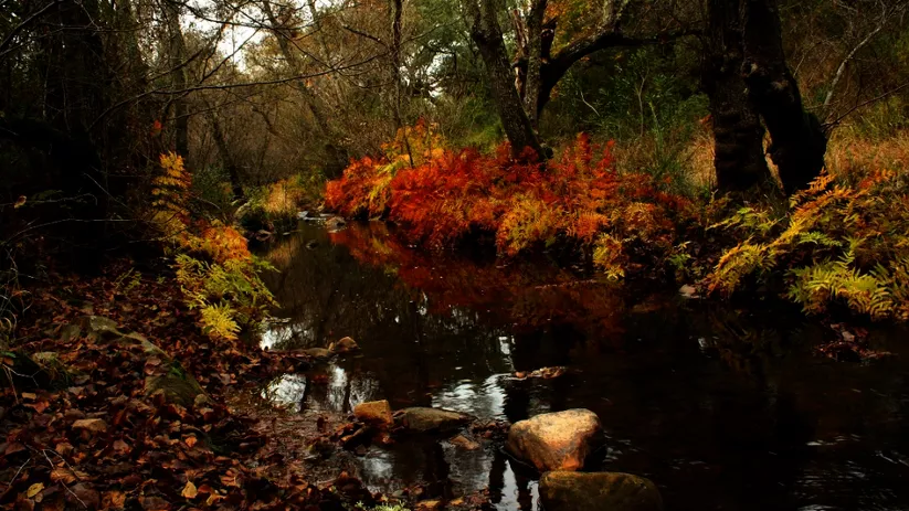 Imagen de un riachuelo en medio del bosque