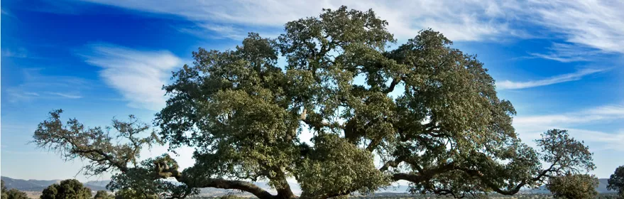 Imagen de un árbol en el parque