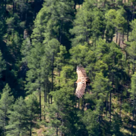 Imagen de un ave en Majadas