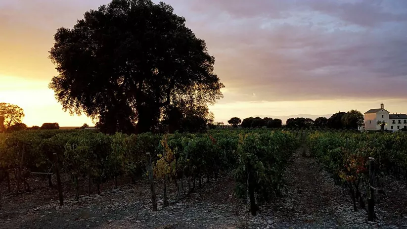 Enogastronomía Castilla-La Mancha