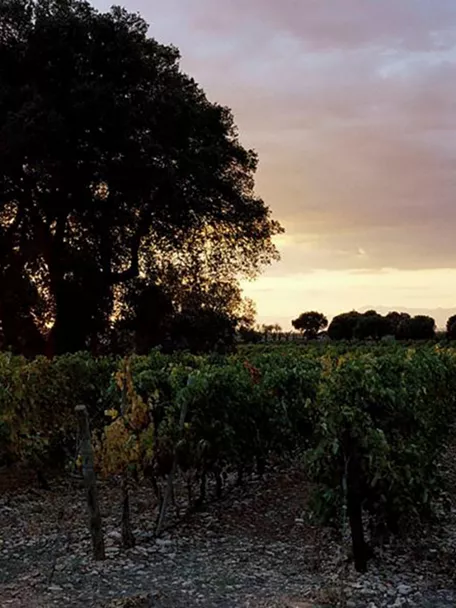 Enogastronomía Castilla-La Mancha