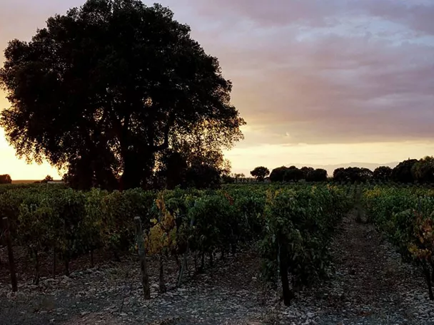 Enogastronomía Castilla-La Mancha