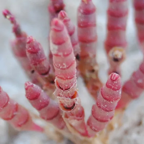 Microcnemum en la laguna de El Hito