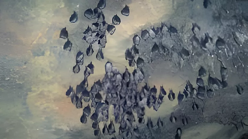 Microrreserva Cueva de la Judía