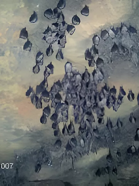 Microrreserva Cueva de la Judía