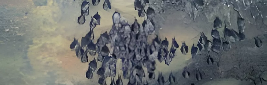 Microrreserva Cueva de la Judía