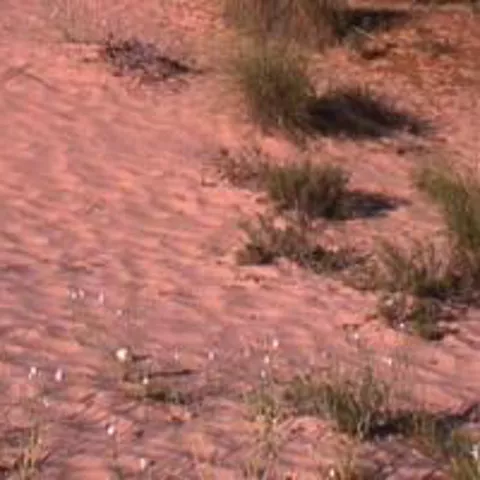 Imagen del suelo del arenal con color rosado y plantas