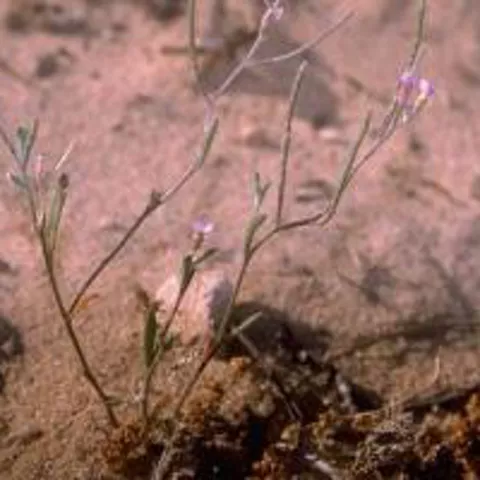 Imagen de una planta con flores de los arenales