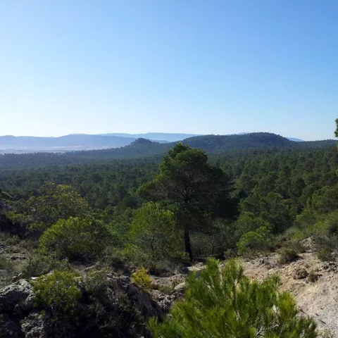 Imagen desde un monte de los arenales vista a un bosque
